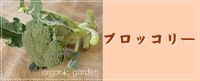 ブロッコリーについて にんじんジュースと有機野菜 自然農法野菜のお店 おーがにっくがーでん