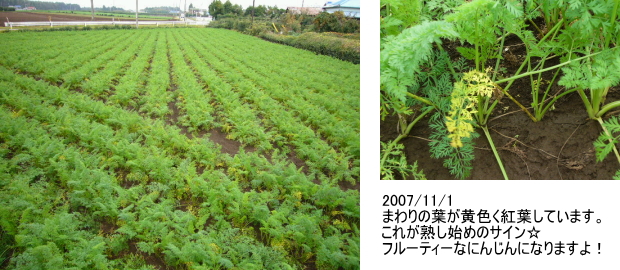 自然農法栽培【フルーティー人参】観察日記[JAS有機]