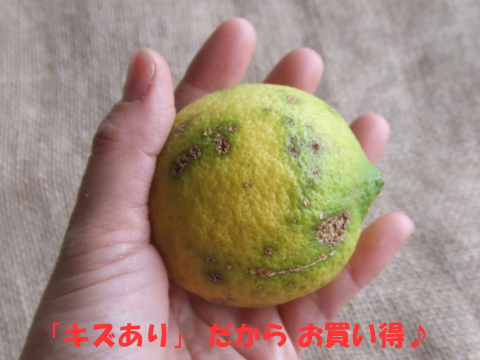 【訳あり】国産有機レモン