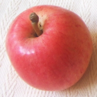 有機りんご1玉
