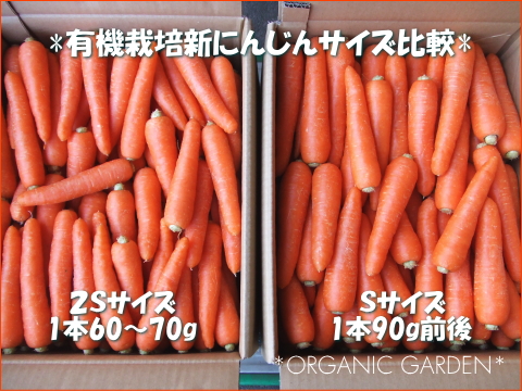 有機栽培 新にんじん サイズ比較