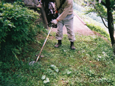 有機青梅産地PHOTO07