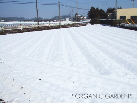 雪に覆われた畑*オーガニックガーデン*