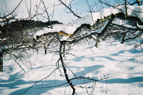 雪の中の有機りんご農園(青森県)
