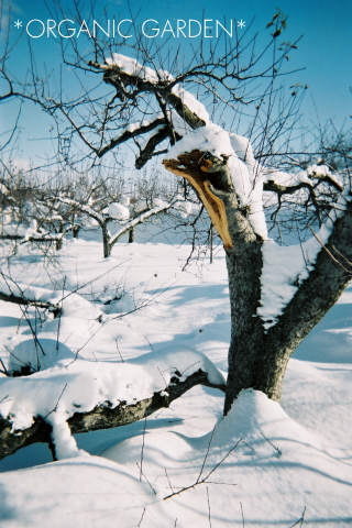 雪の中の有機りんご農園(青森県)